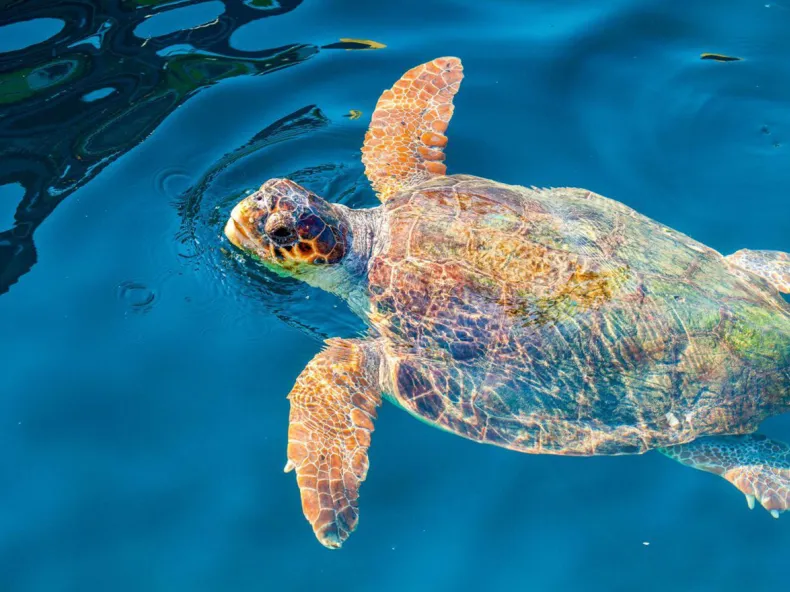 Bootstour ab Side zur Caretta-Bucht: Fluss, Meer & Schaumparty