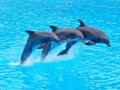 Antalya: Dolphin Show Tour