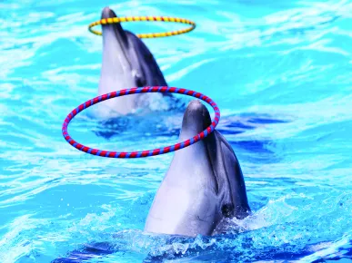 Antalya: Dolphin Show Tour