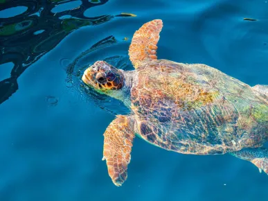 Boat Tour from Side to Caretta Bay