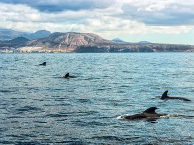 Dolphin Show and Swim with Dolphins Tour from Belek