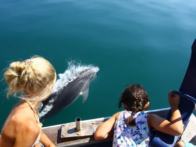 Wycieczka z Pokazem Delfinów i Pływaniem z Delfinami z Belek