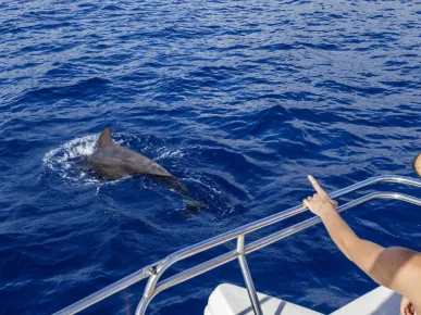 Side - Dolphin Island Boat Tour