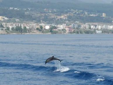 Side Island Boat Tour