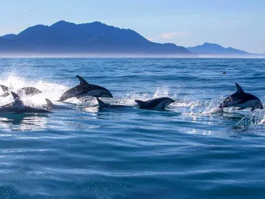 Schwimmen mit Delfinen Tour ab Kemer - Ein Magisches Meereserlebnis